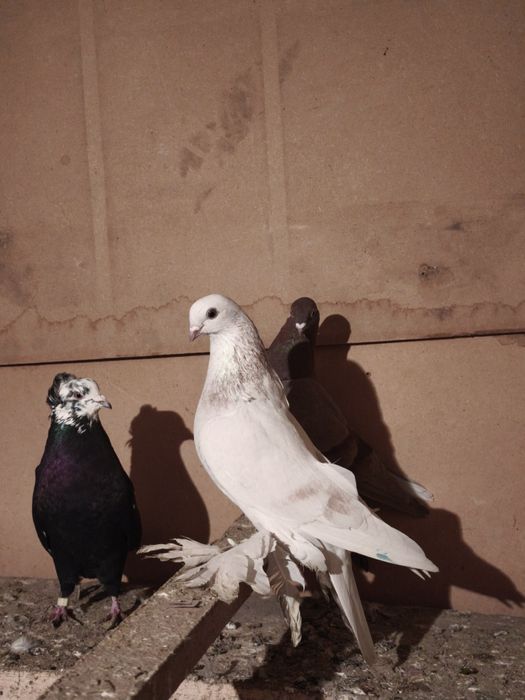 Серенвый галубка