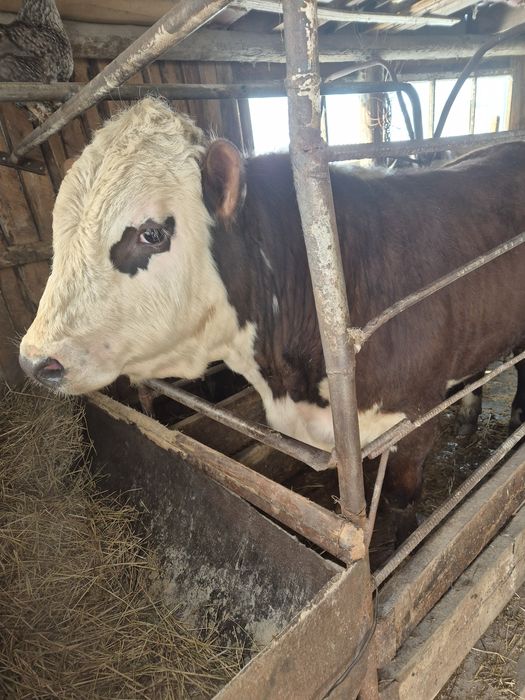 Продам 3 быка на откорме