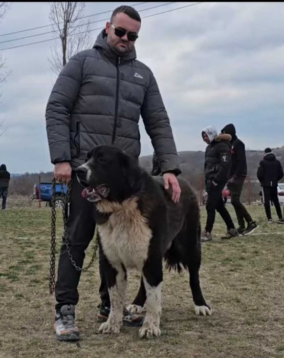 Vand ciobanesc de bucovina