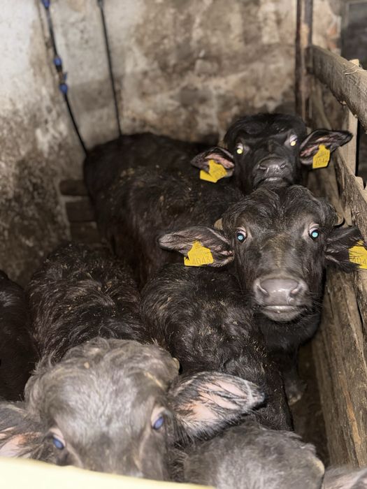 Vând viței de bivoliță