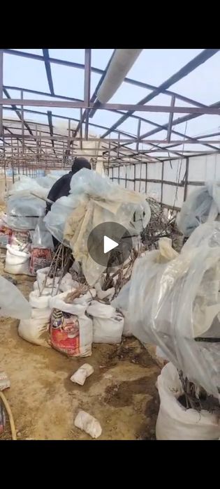 Жүзім көшет сатылады