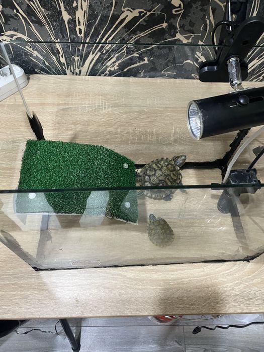 Красноухие черепахи