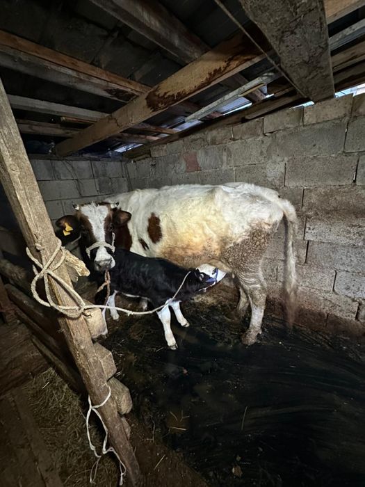 Животное /Сельхозживотное