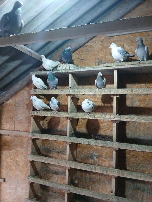 De vânzare tineri și bătrâni ,în comuna Nicolae Bălcescu județul Bacău