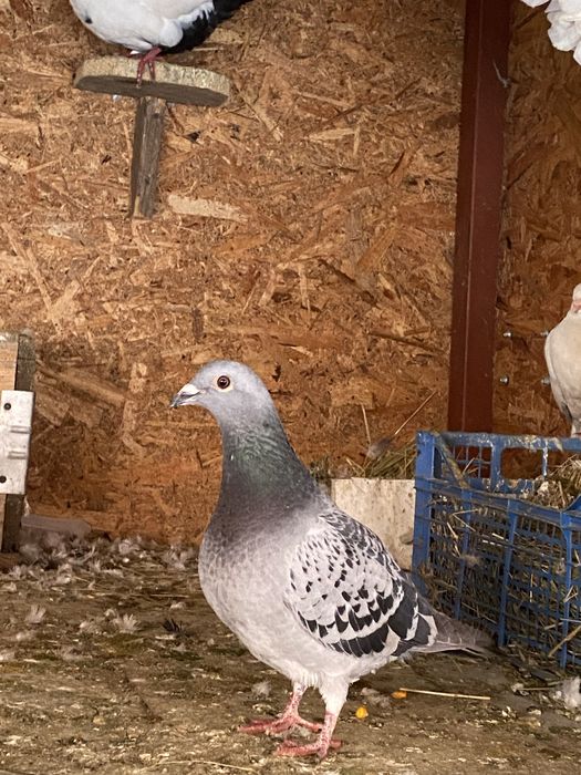 Vand sau schimb porumbei diferite rase