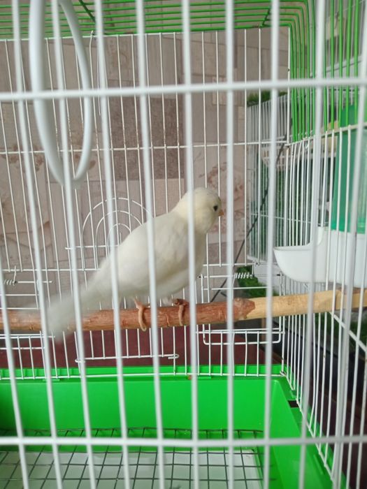 Кенарь,  Файф/Фенеси.