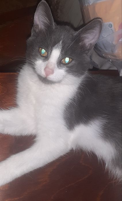 Котята бесплатно