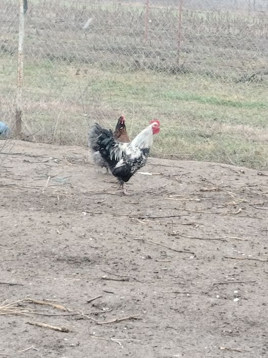 Vând cocoși de rasă