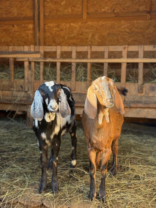 Capra rasa Alpin Francez si Anglo-nubian