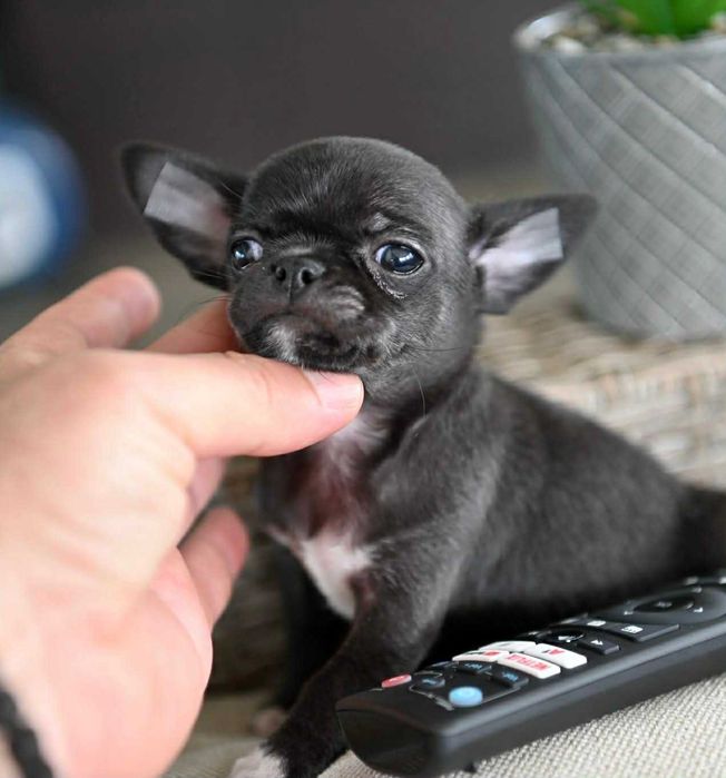 Мъжко мини чихуахуа