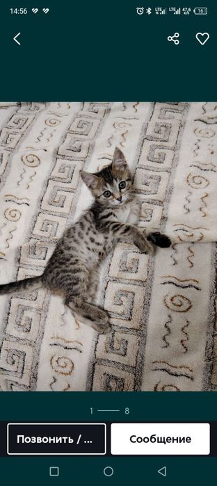 Отдам в добрые руки котят