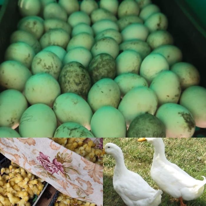 Яйца утиные инкубационные.