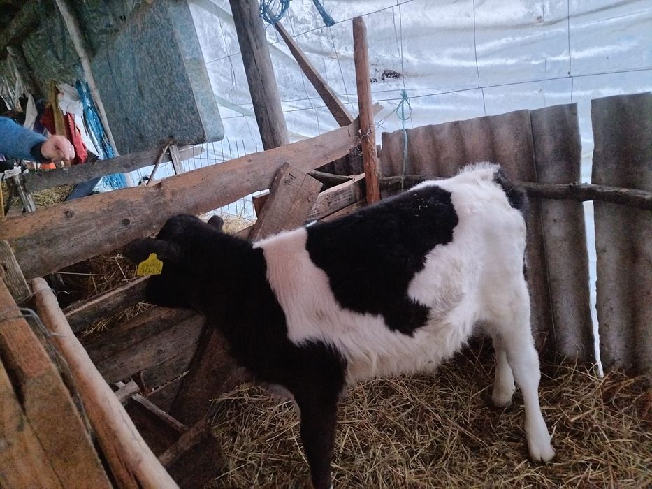 Vând juninci baltate