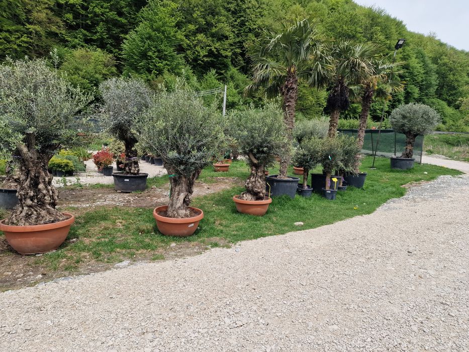 Vand maslin mai multe dimensiuni