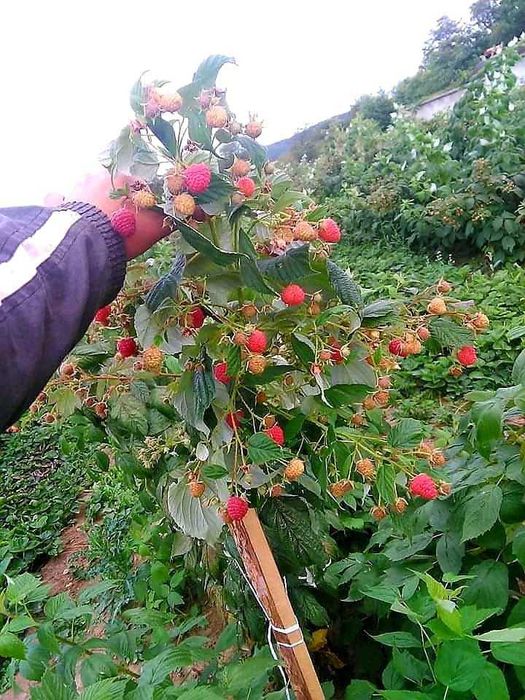 Расзад ягоди и малини от производител