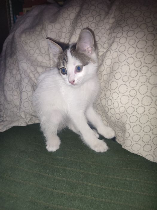 котенок ищет хозяина