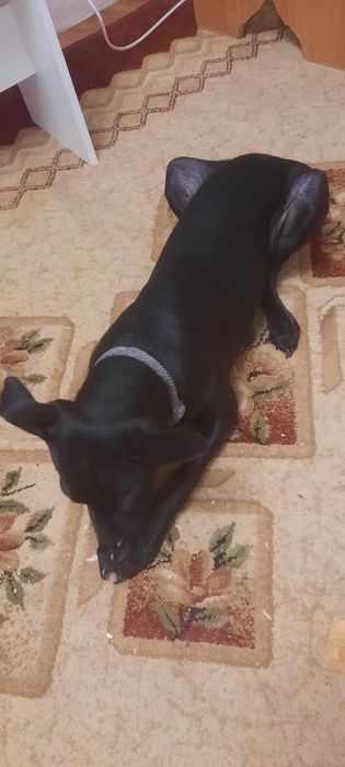 Продается щенок 4 месячный