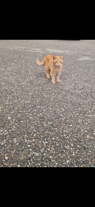 Adoptie pisic si pisica