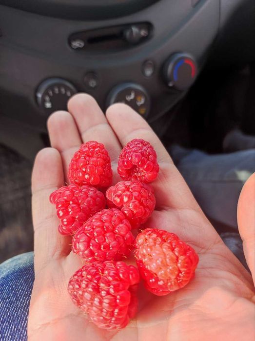 Ремонтатный Малина кочатлари сотувда