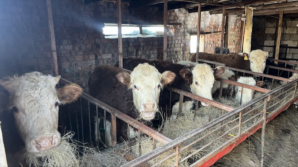 Бұзау,Бұқалар сатылады