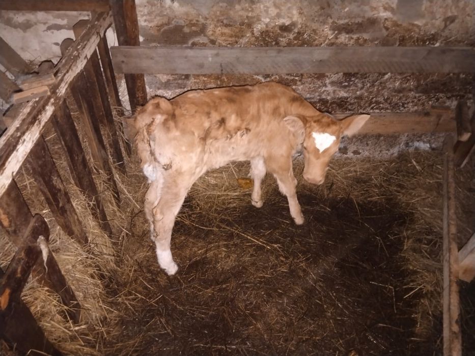 Продам корову с теленком