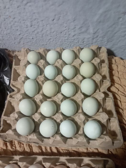 Соберу инкубационное яйцо микс