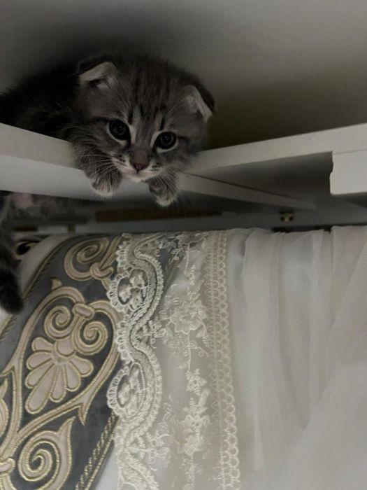 продоется котенок