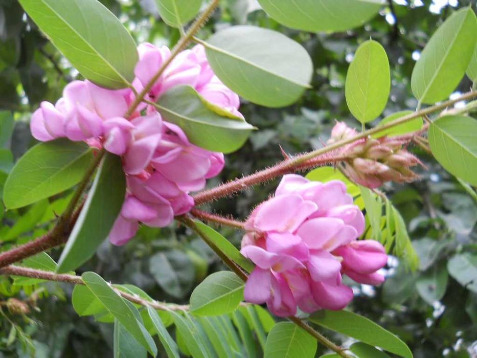 Salcam roz vascosa 1-1,3m