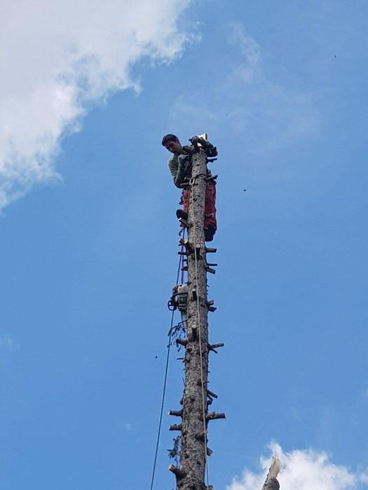 Рязане на опасни дървета 24/7 (арбористи)