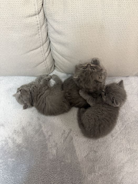 британски котета