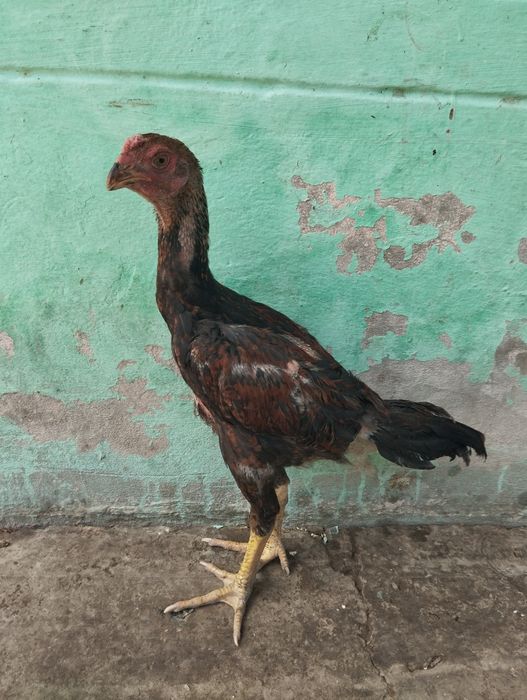 Dakan jojalari bor