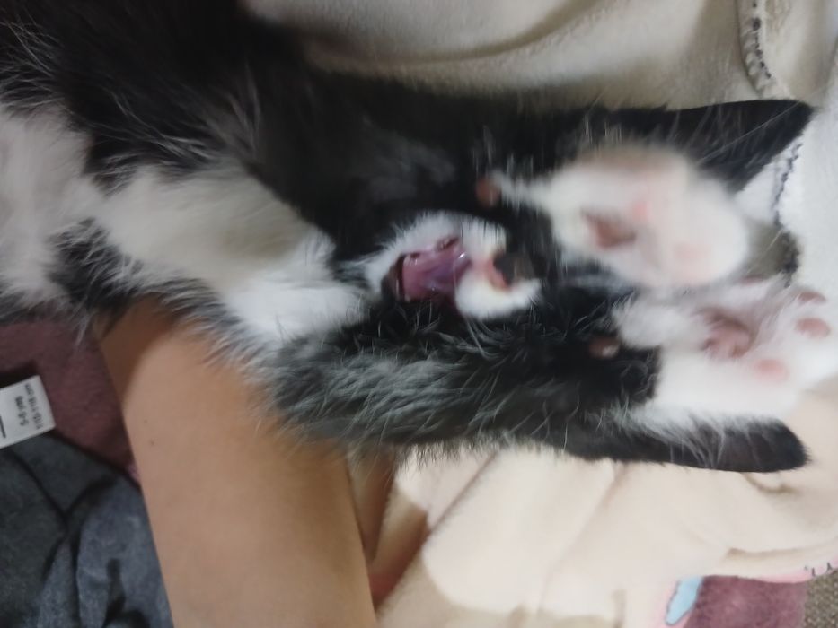 Отдам Котёнка бесплатно