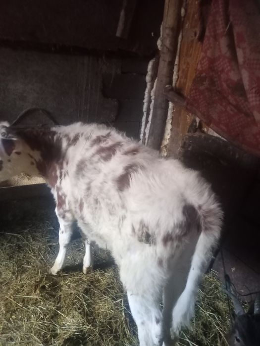 Vând vitea de 3 luni