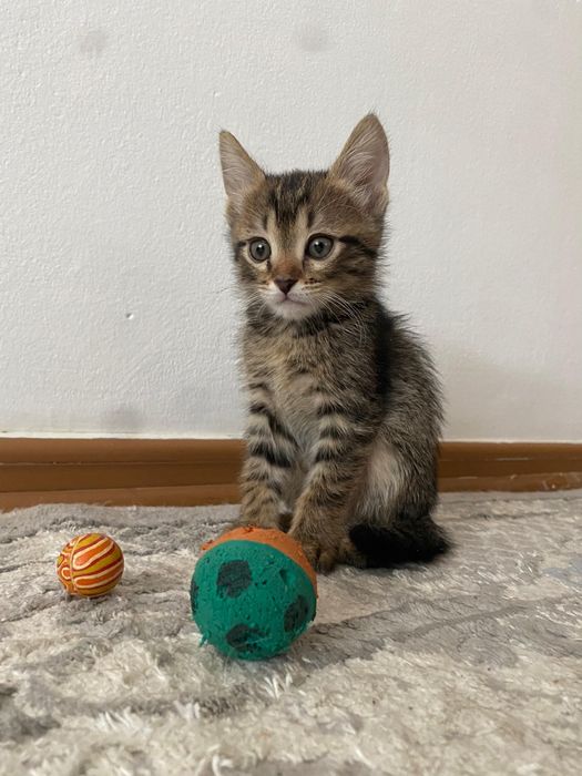 Котенок в добрые руки