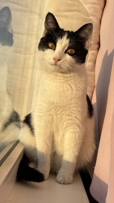 Кошечка ищет дом