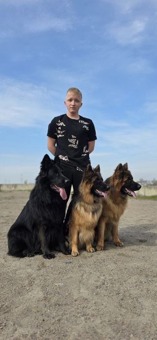 Профессиональная дрессировка