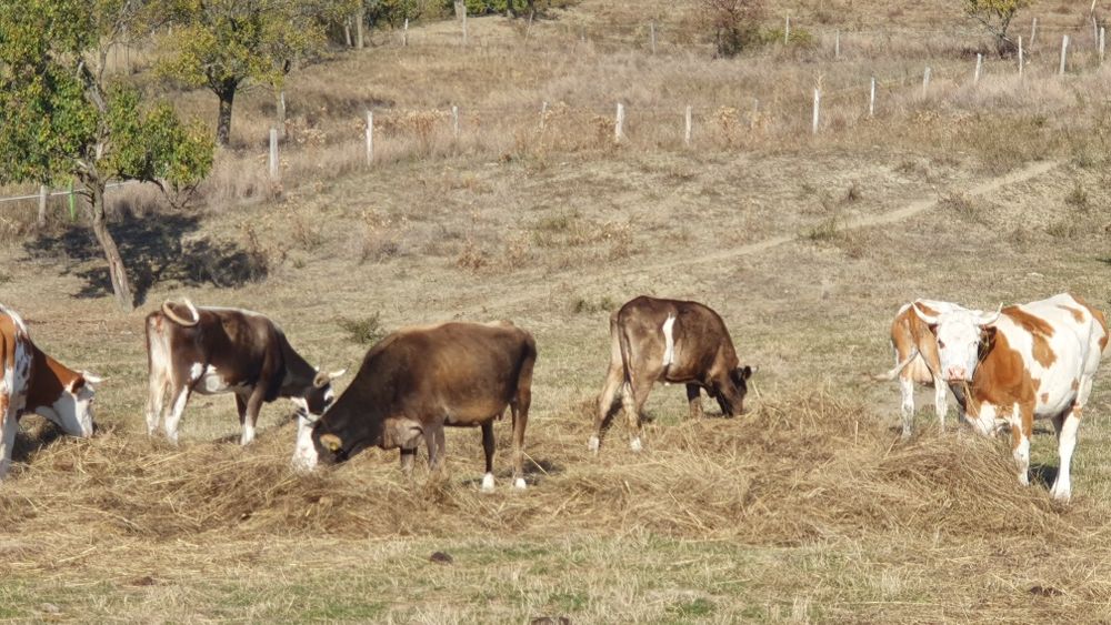 vaci viței taur reproductie junici balțată  românească brune