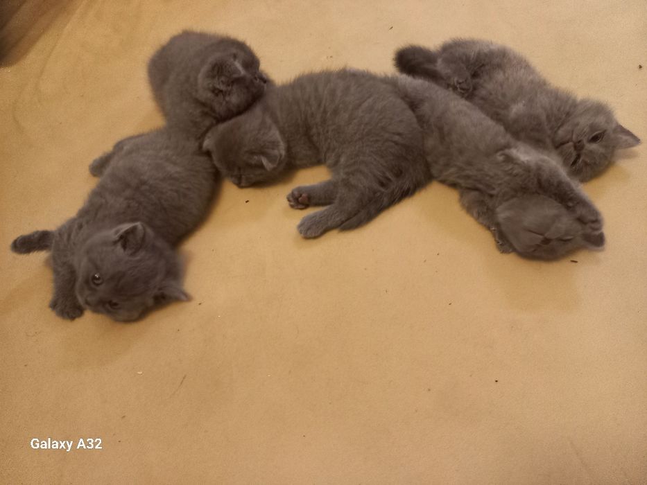 1,5 oylik mushuk bolalari sotiladigan narxi 700 000 so‘m yanakelishila