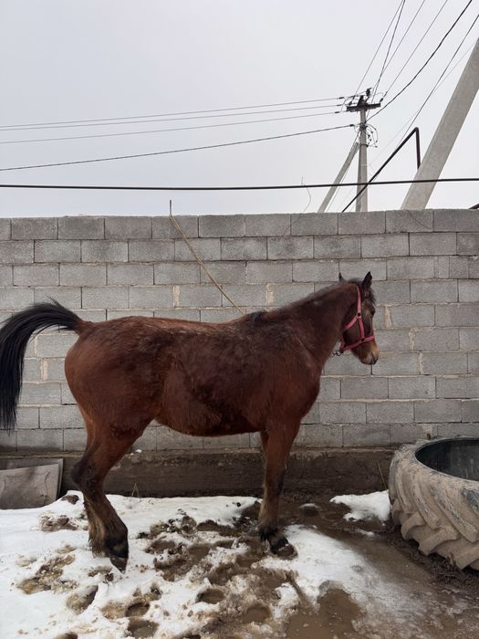 буаз бие  сатылады