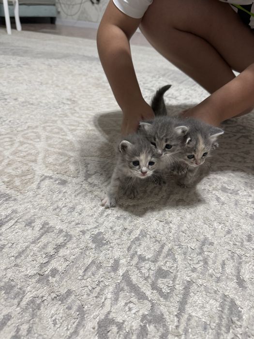 Отдам домашних котят в добрые руки, которые ждут своего хозяина!