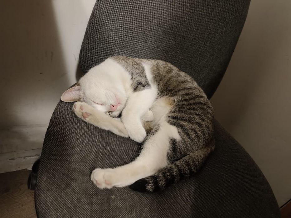 Отдам в добрые руки двух замечательных кошек