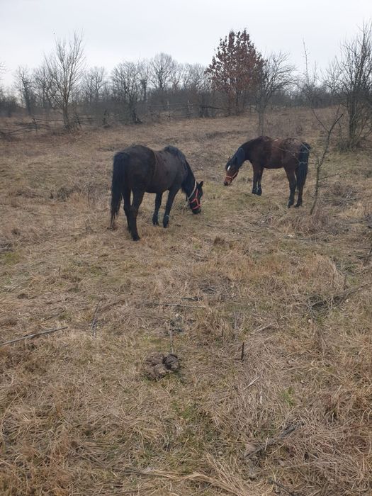 Vind caii la alegere doua iepe si un minz