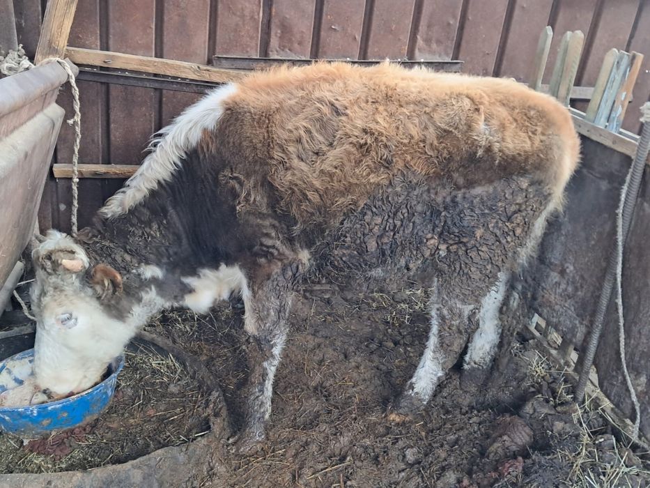 Құнажын 1 жас 8 ай