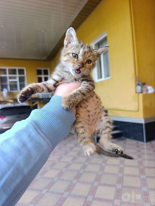Отдаём котят в хорошие руки