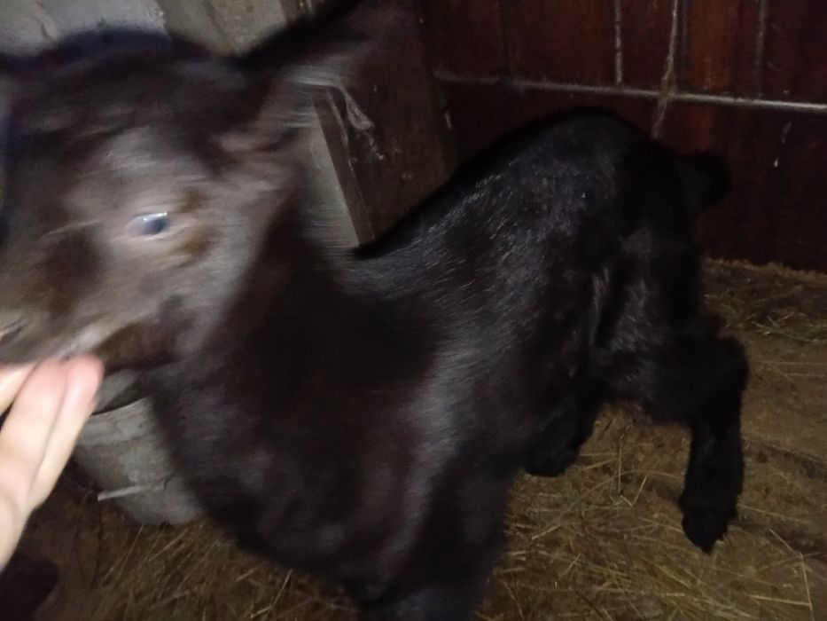 Парода альпийски