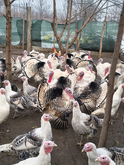 Vând curcani de curte