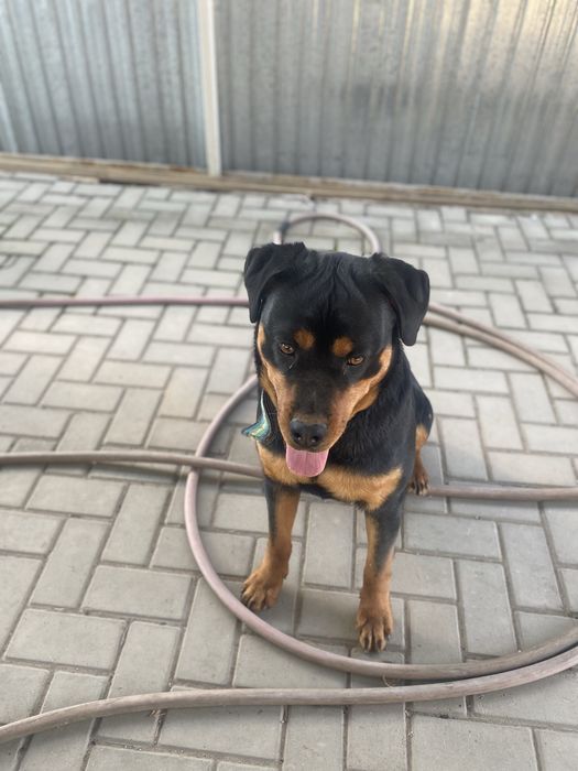 Продам ротвейлера