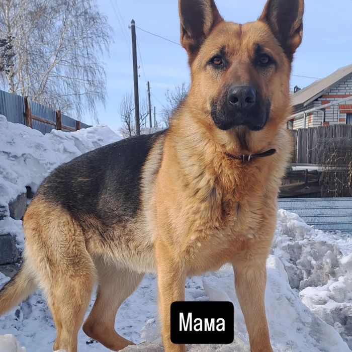 Отличные щенки немецкой овчарки