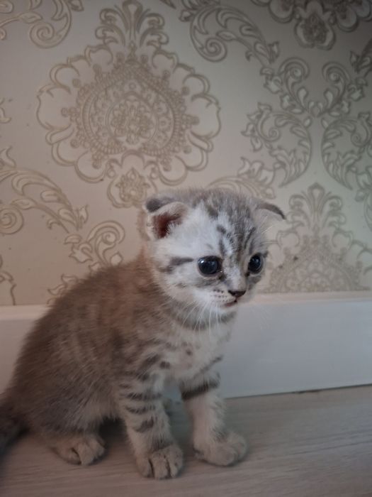 Шотландский котенок 5000