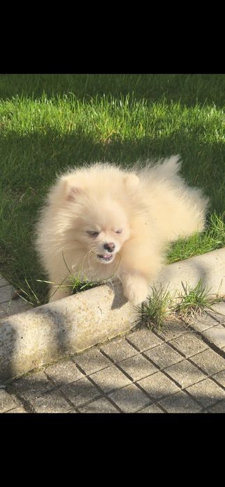 Три  момчета померани